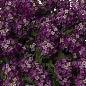 Lobularia Yolo Purple_300x300_300x3007